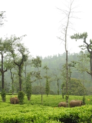 Elephas maximus indicus