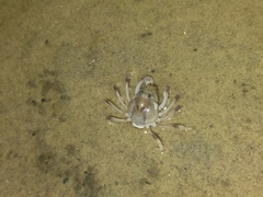 Mictyris longicarpus