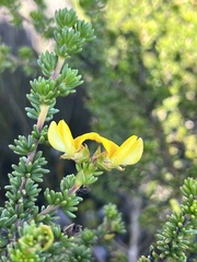 Aspalathus juniperina