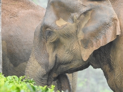 Elephas maximus indicus