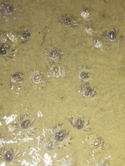 Mictyris longicarpus