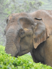 Elephas maximus indicus