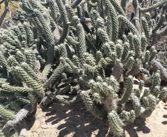 Opuntia aurantiaca