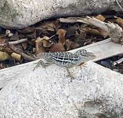 Anolis lineatus