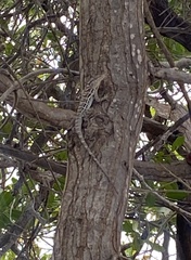 Anolis lineatus
