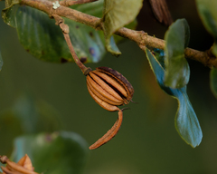 Eucryphia cordifolia
