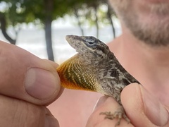 Anolis lineatus