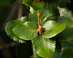Eucryphia cordifolia