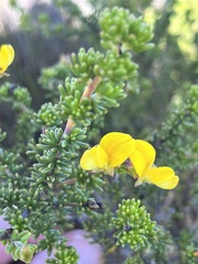 Aspalathus juniperina