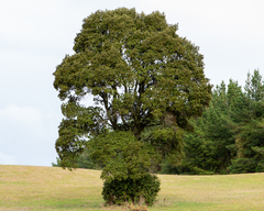 Eucryphia cordifolia