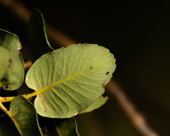 Eucryphia cordifolia