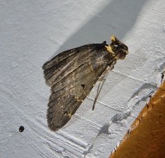 Hydrillodes lentalis