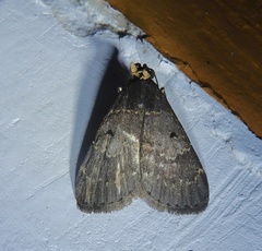 Hydrillodes lentalis