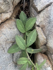 Cyphostemma