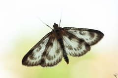 Anania hortulata