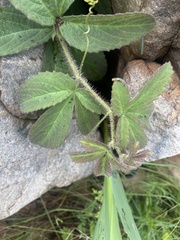 Cyphostemma