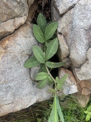 Cyphostemma