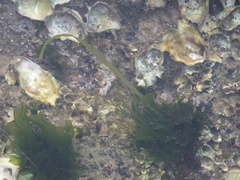 Chlorophyta