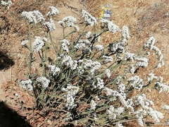 Limonium sinuatum
