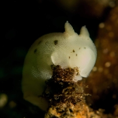 Jorunna artsdatabankia