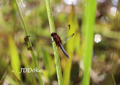 Erythrodiplax atroterminata
