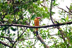 Pelargopsis capensis