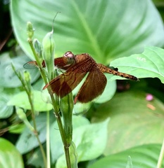 Neurothemis fluctuans