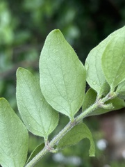 Jasminum streptopus