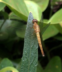 Neurothemis fluctuans