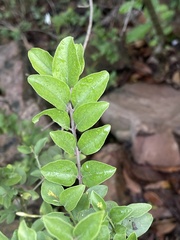Jasminum streptopus