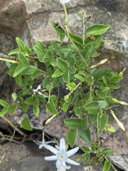 Jasminum streptopus