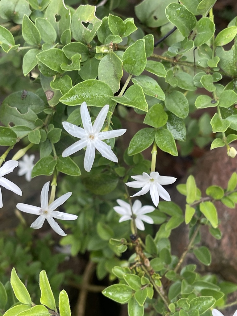 Jasminum streptopus, Track Q4, KZN, ZA, by troos