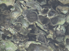 Acanthochitona rubrolineata