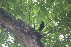 Gracula religiosa