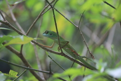 Bronchocela cristatella