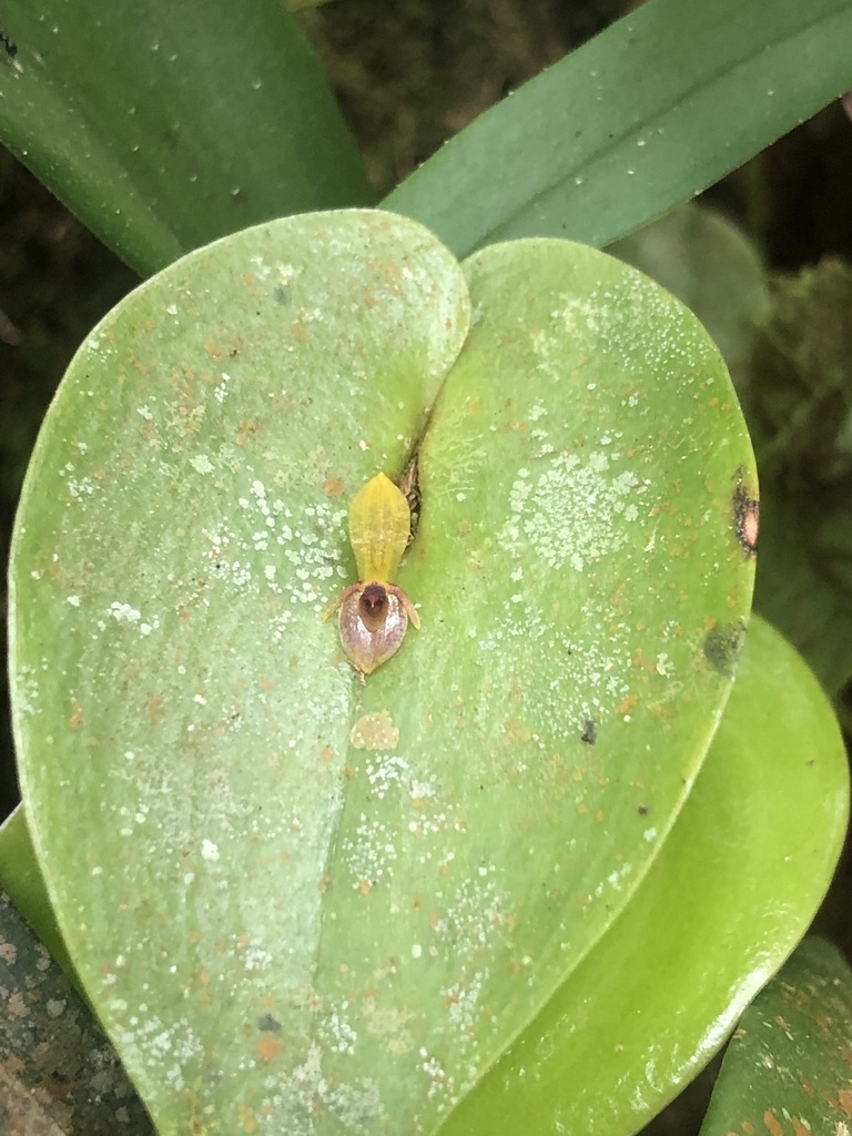 Pleurothallis rhodoglossa
