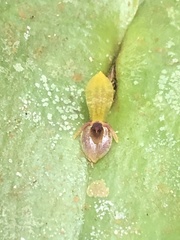 Pleurothallis rhodoglossa