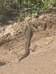 Bitis arietans arietans