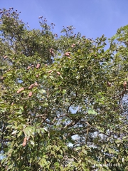 Hymenaea courbaril
