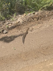 Bitis arietans arietans