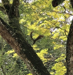 Callosciurus notatus