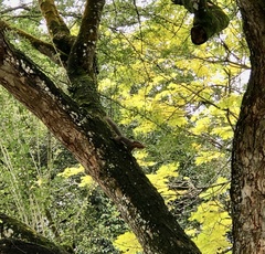 Callosciurus notatus