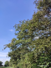 Hymenaea courbaril
