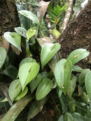 Pleurothallis rhodoglossa