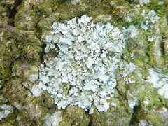 Parmelina tiliacea