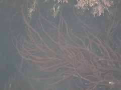 Gracilariaceae