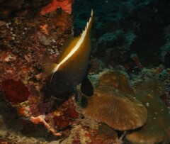 Heniochus varius