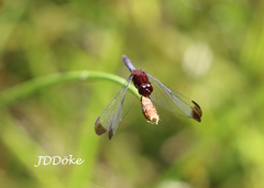 Erythrodiplax atroterminata