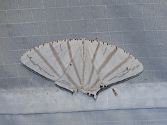 Urapteroides astheniata