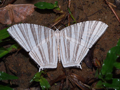 Strophidia caudata